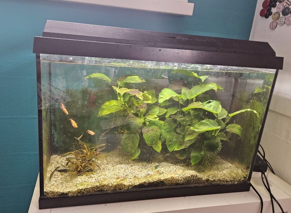 Sch Nes Aquarium Mit Vielem Zubeh R Und Mehr Als Fischen Kaufen