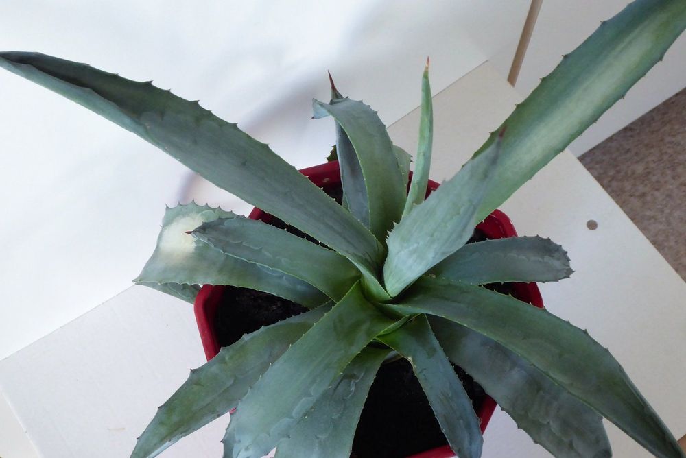 Schöne kräftige Agave winterhart Kaufen auf Ricardo