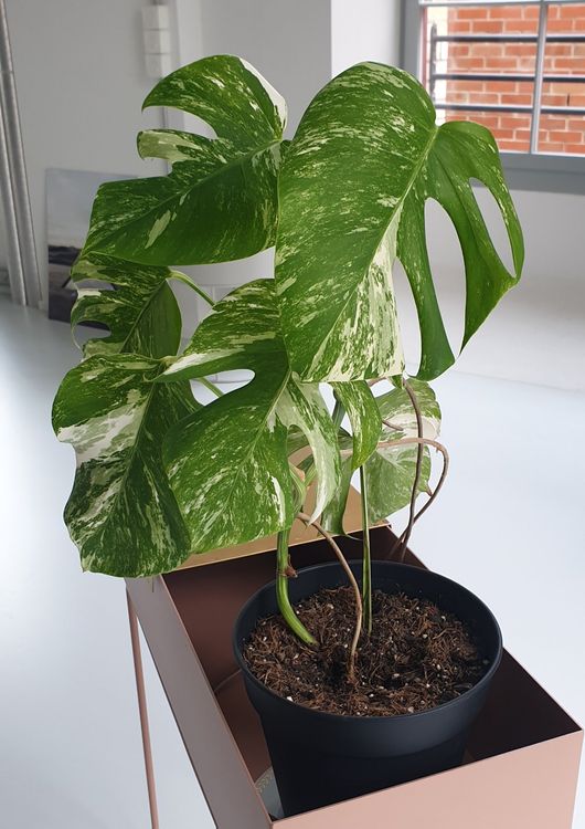 Monstera Deliciosa Variegata Kaufen Auf Ricardo