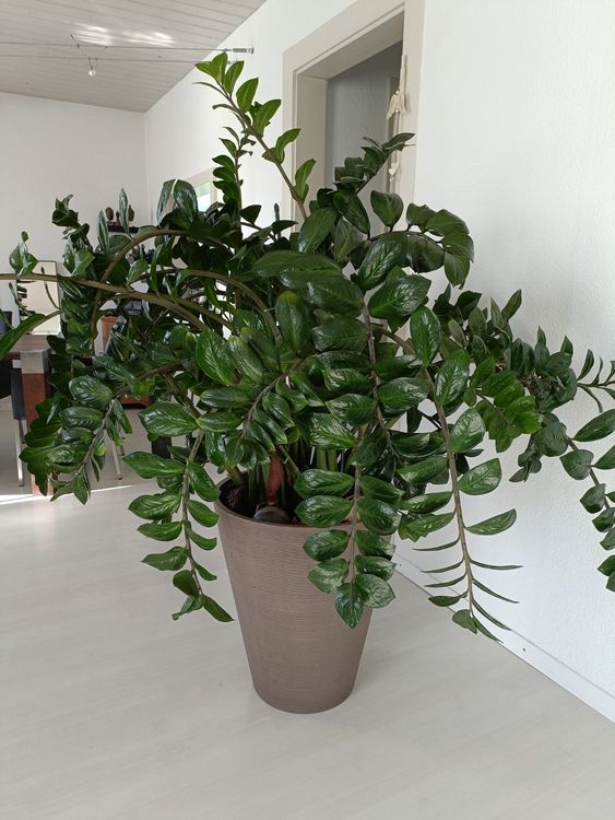 Gl Cksfeder Zamioculcas Kaufen Auf Ricardo