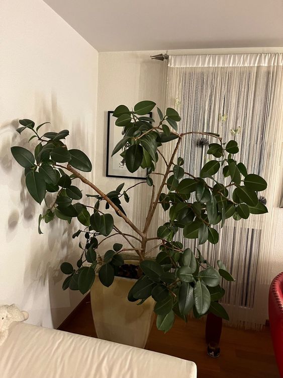 Gummibaum Ficus Elastica mit Übertopf Kaufen auf Ricardo