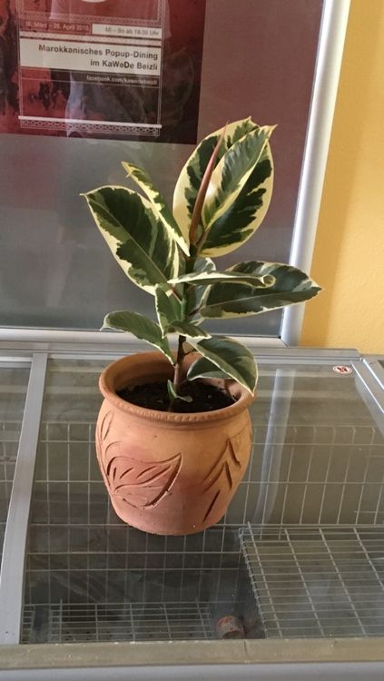 Ficus Elastica Variegata Gummibaum 180cm Kaufen Auf Ricardo