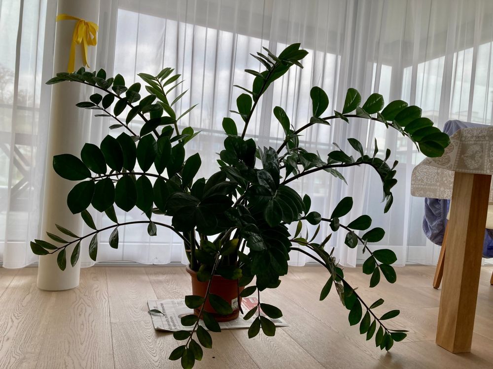 Grosse Zimmerpflanze Zamioculcas Oder Gl Cksfeder Kaufen Auf Ricardo