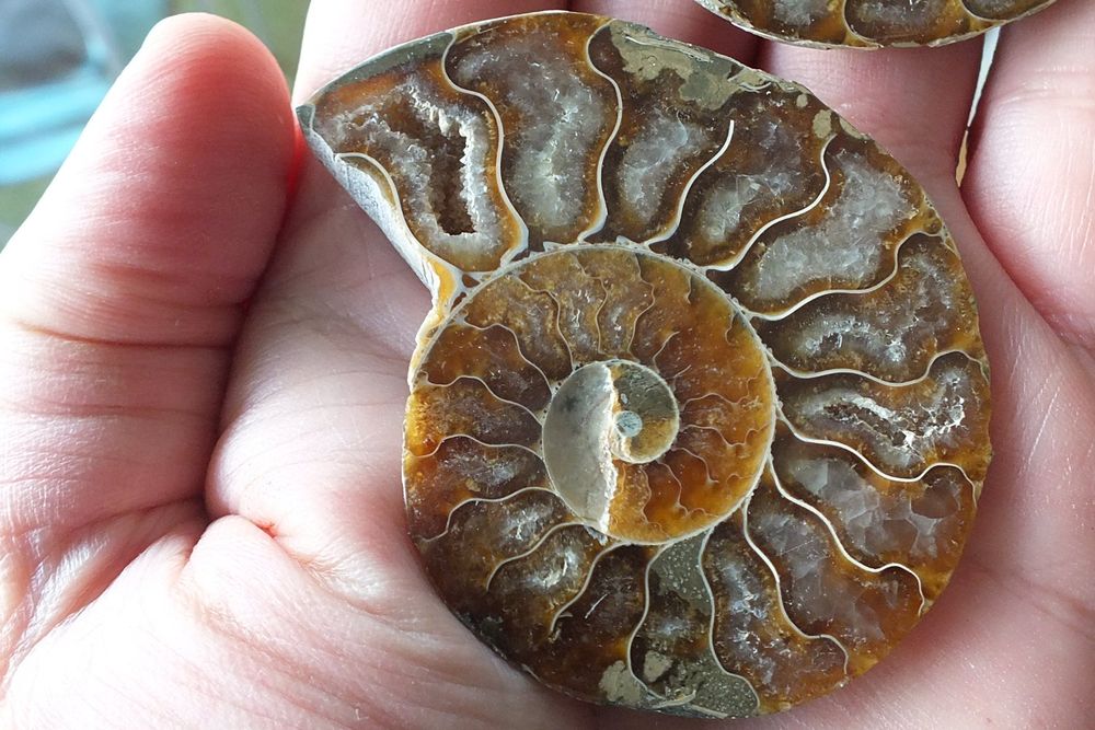 Ammonite Mollusque C Phalopode Fossile Grammes Ch Kaufen Auf Ricardo