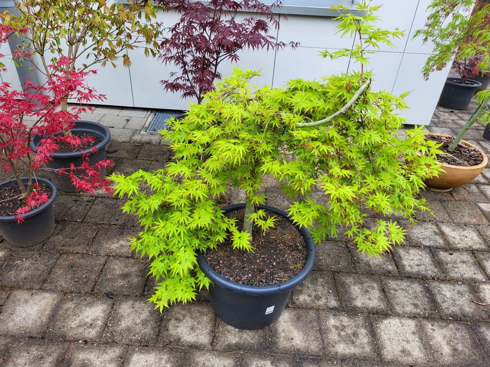 F Cherahorn Acer Palmatum Ryusen Cm Hoch Cm Breit Kaufen Auf