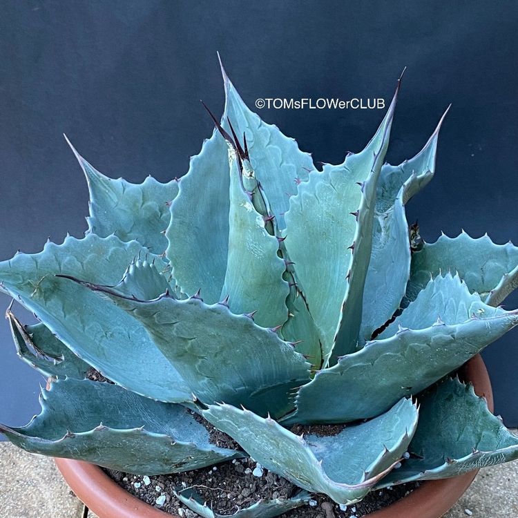 Agave Ovatifolia Winterhart Kaufen Auf Ricardo