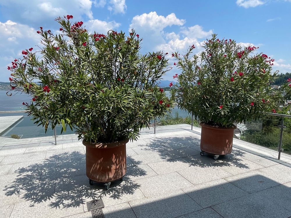 Grosse Oleander In Terracotta T Pfen Ca Cm Hoch Kaufen Auf Ricardo