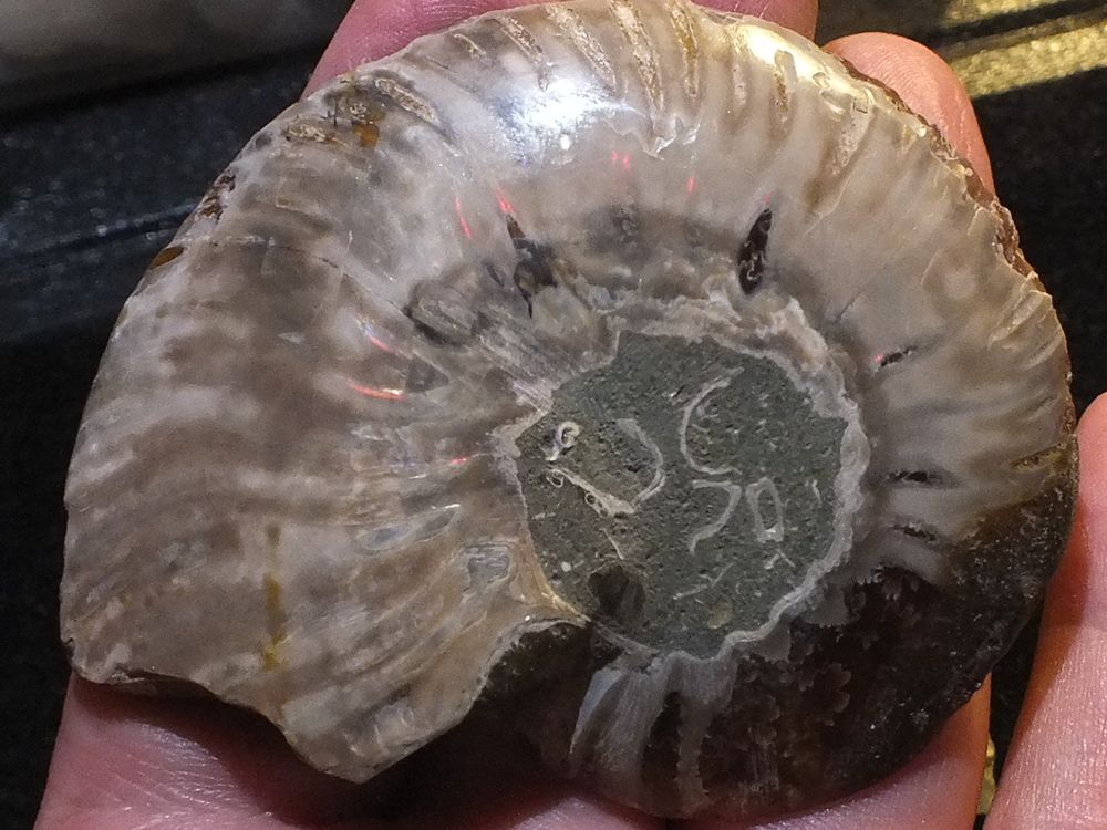 Ammonite Mollusque C Phalopode Fossile Grammes Chf Kaufen Auf