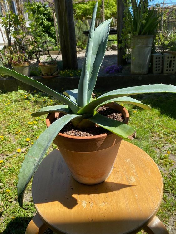 Agave Americana Ca Cm Hoch Kaufen Auf Ricardo