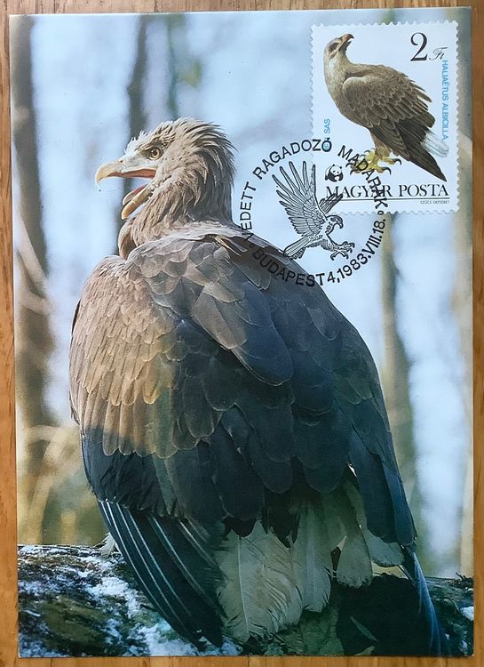 Maximumkarte Adler Vogel Oiseau Ungarn Magyar 1983 MK Kaufen Auf Ricardo