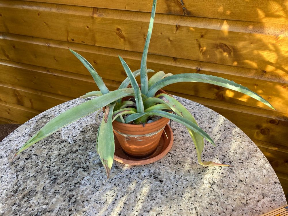 Pflanze Agave Kaktus Kaufen Auf Ricardo