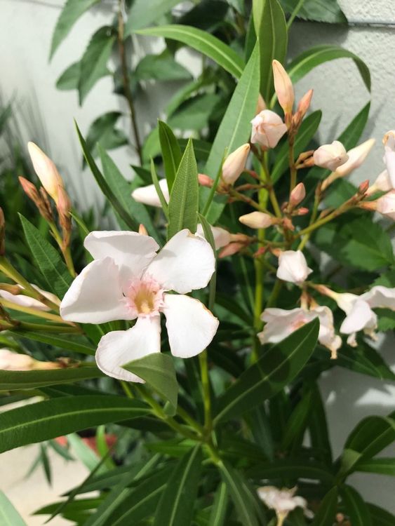 Wundersch Ne Grosse Oleander Kaufen Auf Ricardo