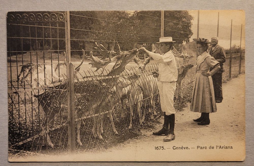 AK Genf Genève Parc de L Ariana Besucher am Elchgehege 1911 Kaufen