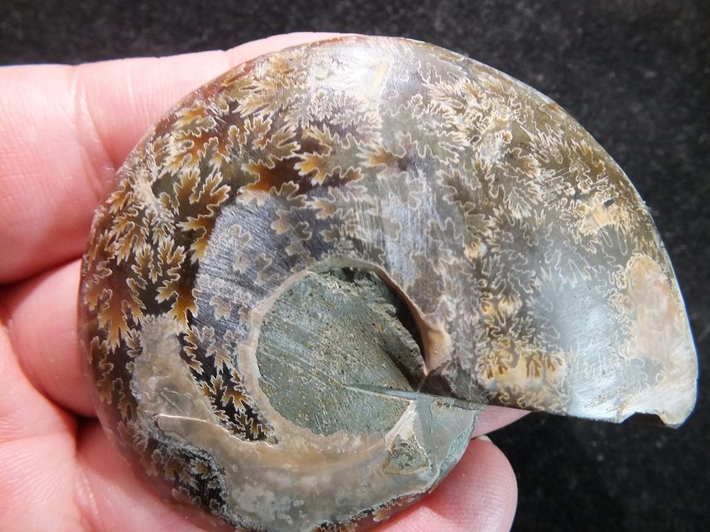 Ammonite Mollusque C Phalopode Fossile Grammes Chf Kaufen Auf