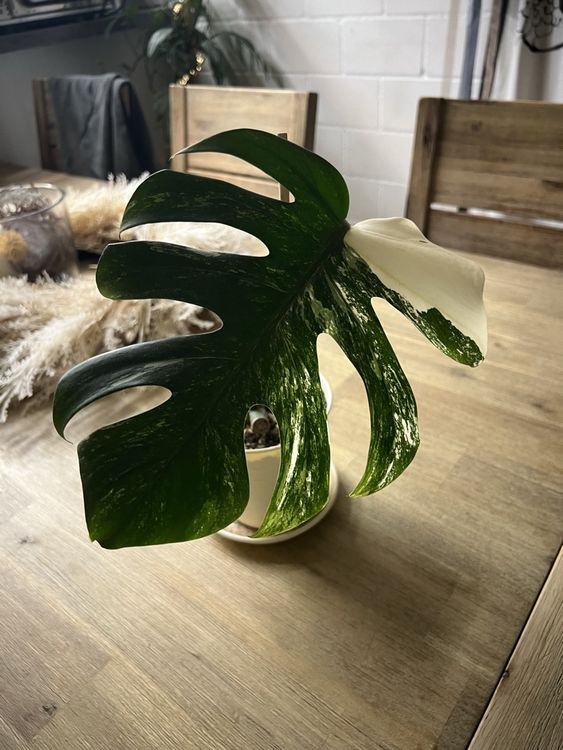 Monstera Deliciosa Variegata Kaufen Auf Ricardo