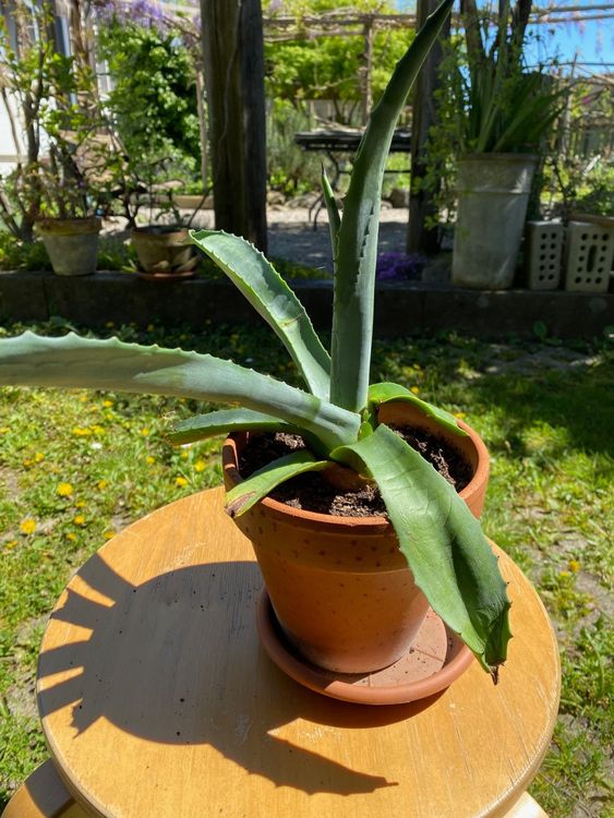 Agave Americana Ca Cm Hoch Kaufen Auf Ricardo