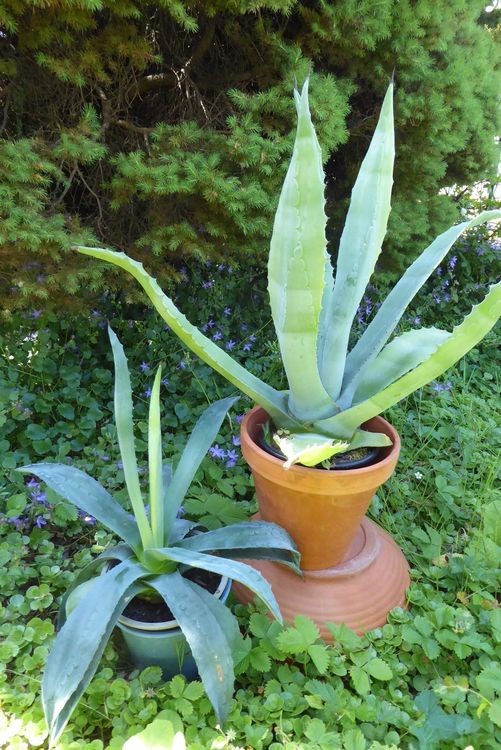 Sch Ne Kr Ftige Agave Winterhart Kaufen Auf Ricardo