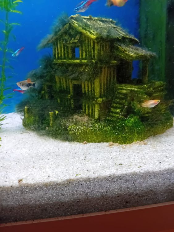 Juwel Aquarium Set Komplett Mit Fischen Und Pflanzen Kaufen Auf Ricardo