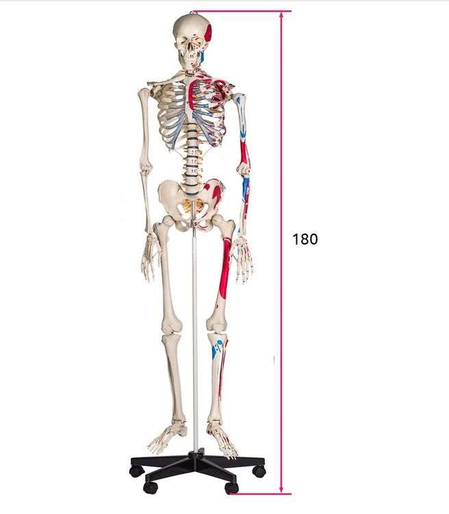 Skelett Lebensgross Und Detailgetreu Wichtige K Rper Kaufen Auf Ricardo