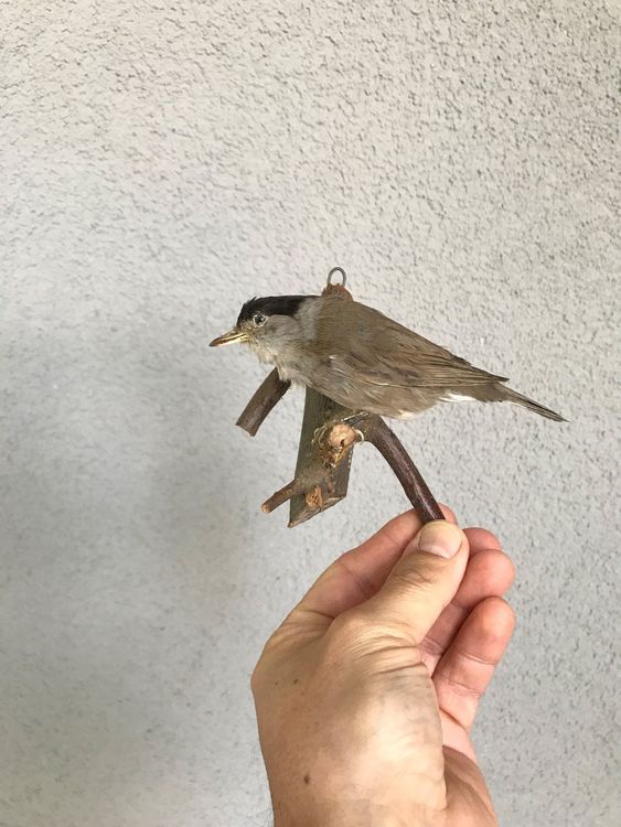 Schöner Vogel Präparat ausgestopft Deko Kaufen auf Ricardo