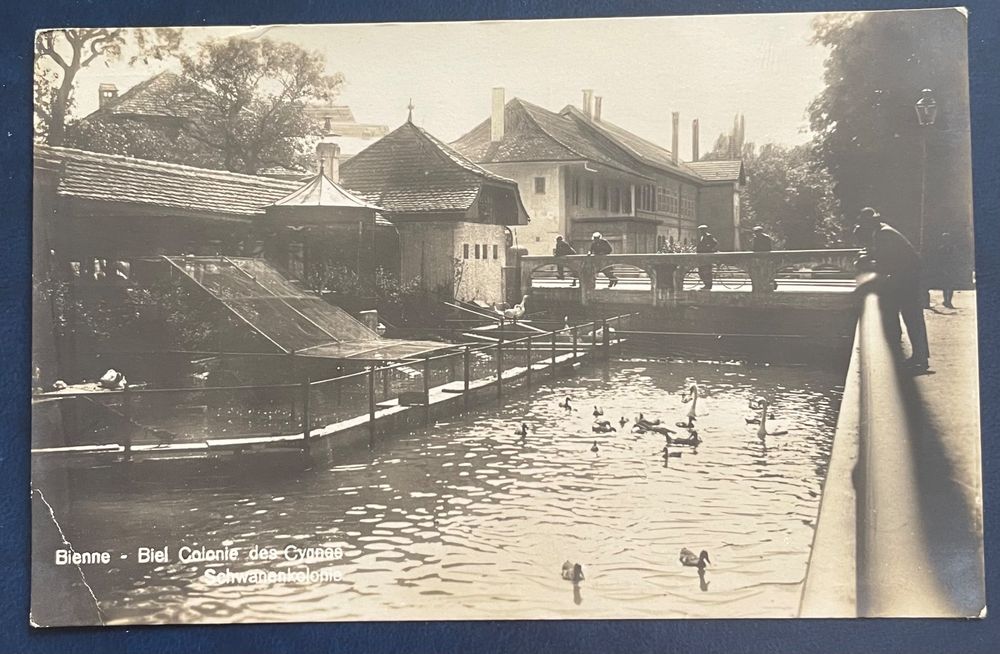 Fotokarte Biel Bienne Schwanenkolonie Kaufen Auf Ricardo