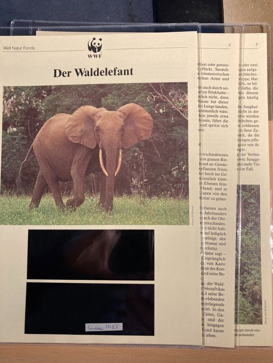 Gabun Wwf Waldelefant Kapitel Texte Kaufen Auf Ricardo