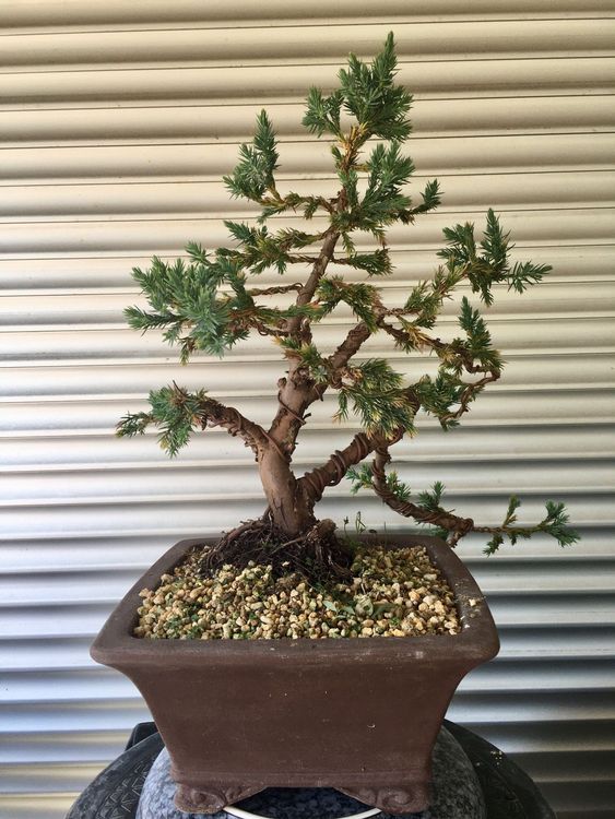 Bonsai Igelwacholder Juniperus Rigida Ca Jahre Alt Kaufen Auf