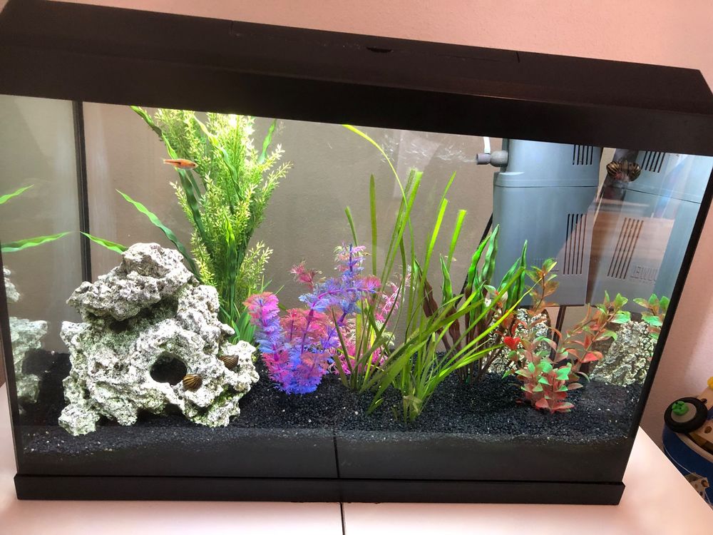 Juwel Aquarium L Inkl Deko Fische Kaufen Auf Ricardo