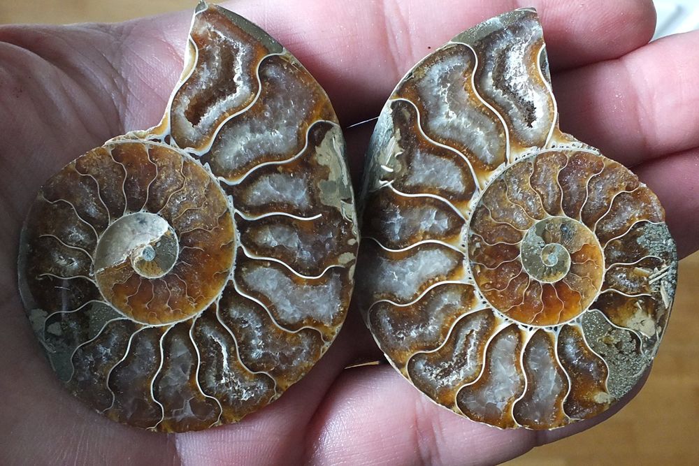 Ammonite Mollusque C Phalopode Fossile Grammes Ch Kaufen Auf Ricardo