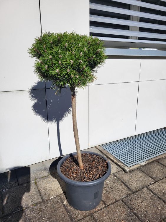 Pinus Mugo Benjamin Bergkiefer 65 Cm Hoch 36 Cm Breit Kaufen Auf