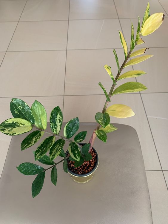 Glücksfeder Zamioculcas Zamiifolia Variegata Kaufen auf Ricardo