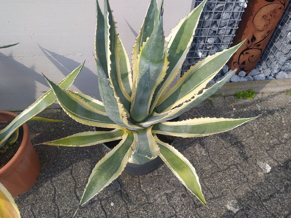 Schöne Agave Sukkulente 5 Kaufen auf Ricardo