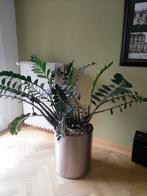 Gl Cksfeder Zamioculcas Zamiifolia Kaufen Auf Ricardo