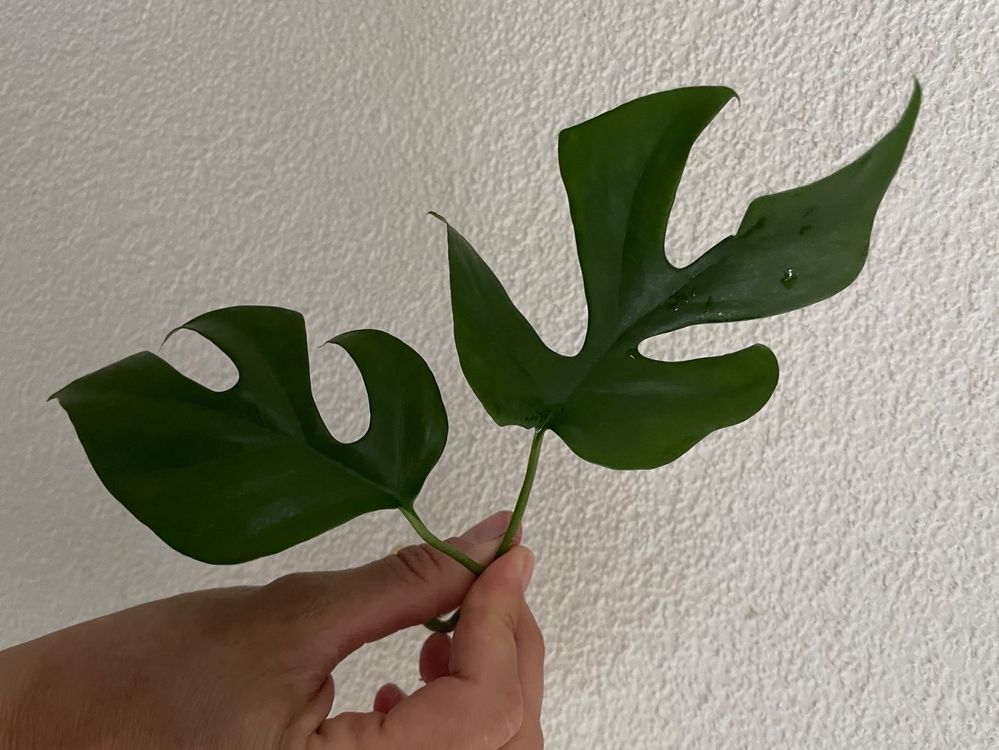 2x Monstera Minima Ableger Bewurzelt Kaufen Auf Ricardo