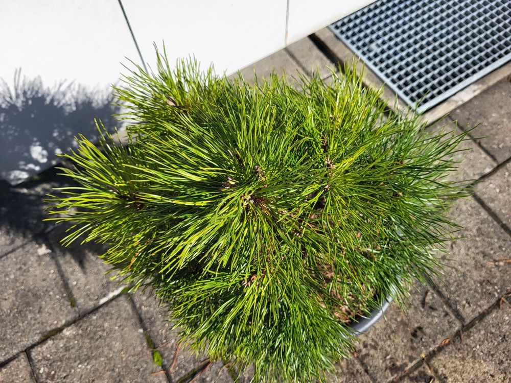 Pinus Mugo Varella Zwergkiefer 28 Cm Hoch Kaufen Auf Ricardo