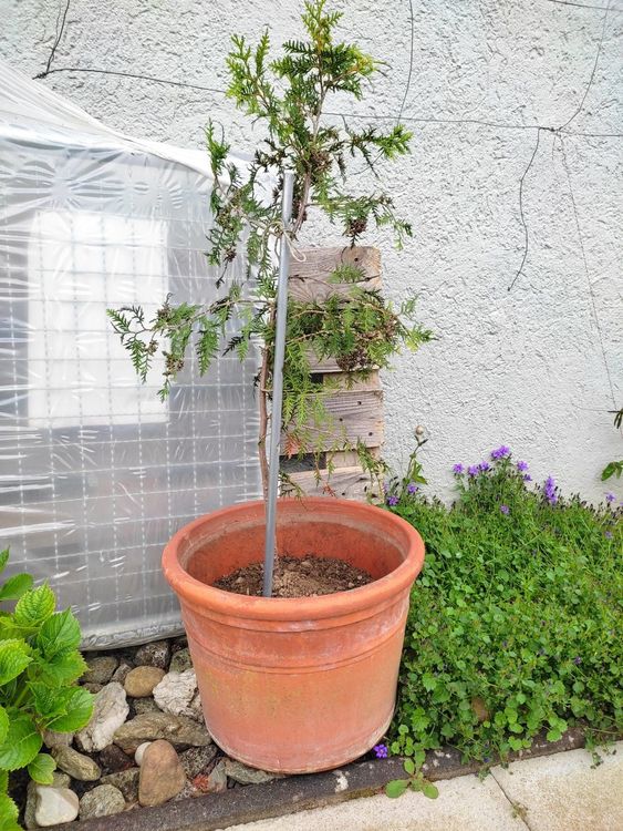 Thuja Brabant Kaufen Auf Ricardo