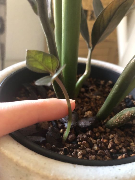 Baby Gl Cksfeder Zz Plant Zamioculcas Zamiifolia Black Raven Kaufen