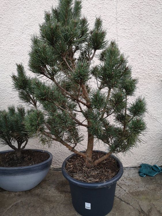 Pinus Sylvestris Watereri 95 Cm Hoch Kaufen Auf Ricardo