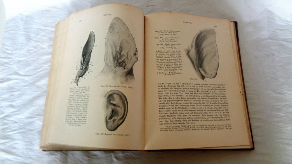 Handbuch Der Vergleichenden Anatomie Der Haustiere Buch 1908 Kaufen