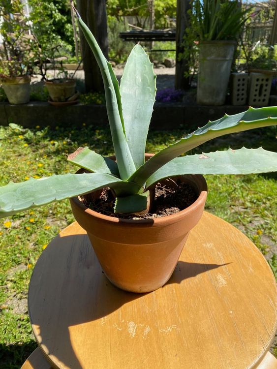 Agave Americana Ca 23 Cm Hoch Kaufen Auf Ricardo