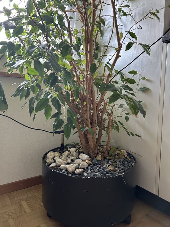 Ficus Benjamina Xxl Healthy And Lovely Kaufen Auf Ricardo