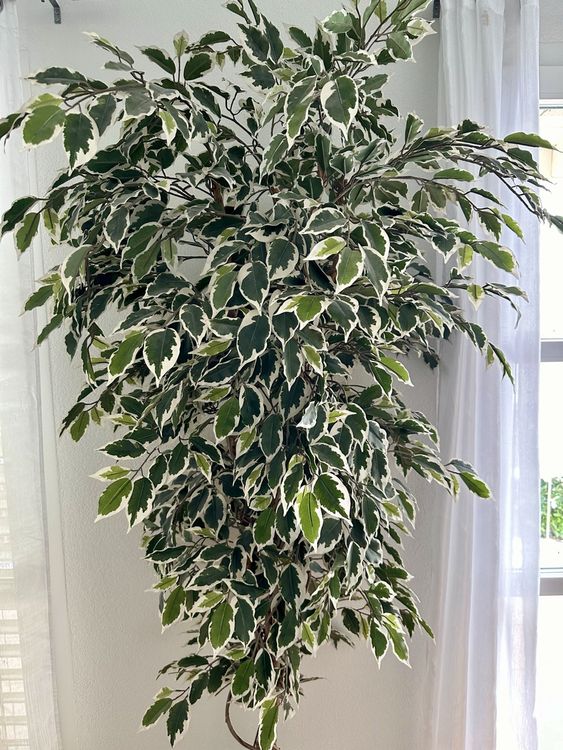 Plante Artificielle Ficus Avec Pot Kaufen Auf Ricardo