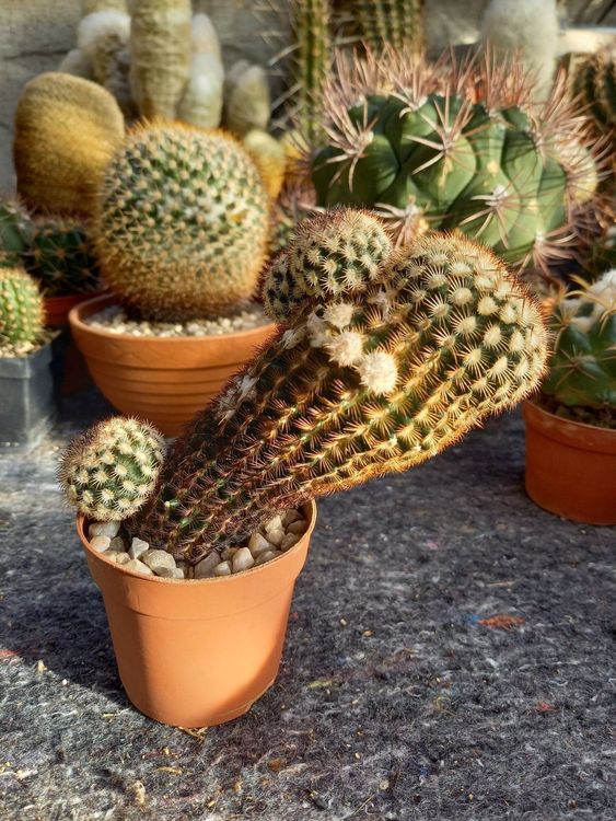 Kaktus Echinocereus Reichenbachii Frosttolerant Kaufen Auf Ricardo