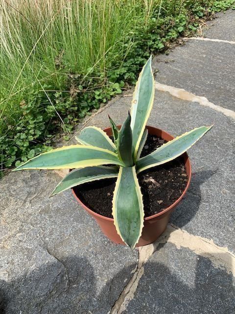 Agave Americana sehr schöne Kaufen auf Ricardo