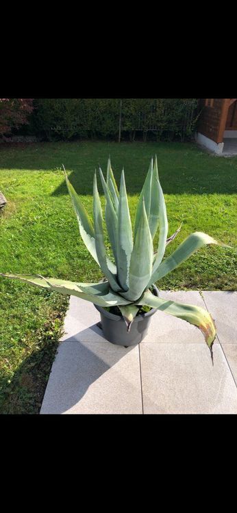 Agave Cm Hoch Kaufen Auf Ricardo