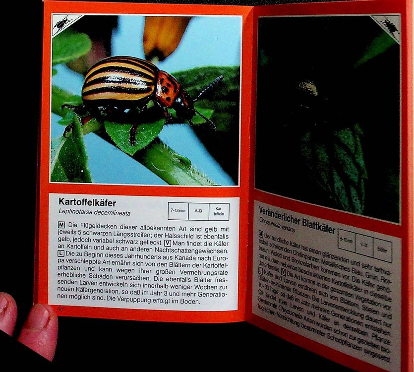 BLV Drei Punkt Buch Insekten Käfer Libellen und andere Kaufen auf