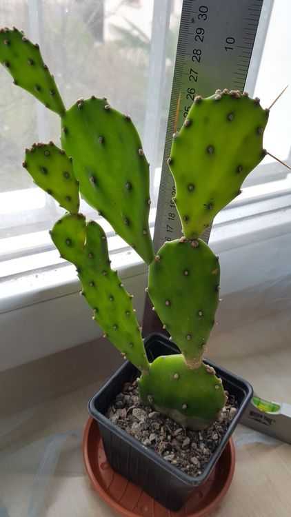 Opuntia Kaktus Cactus Kaufen Auf Ricardo