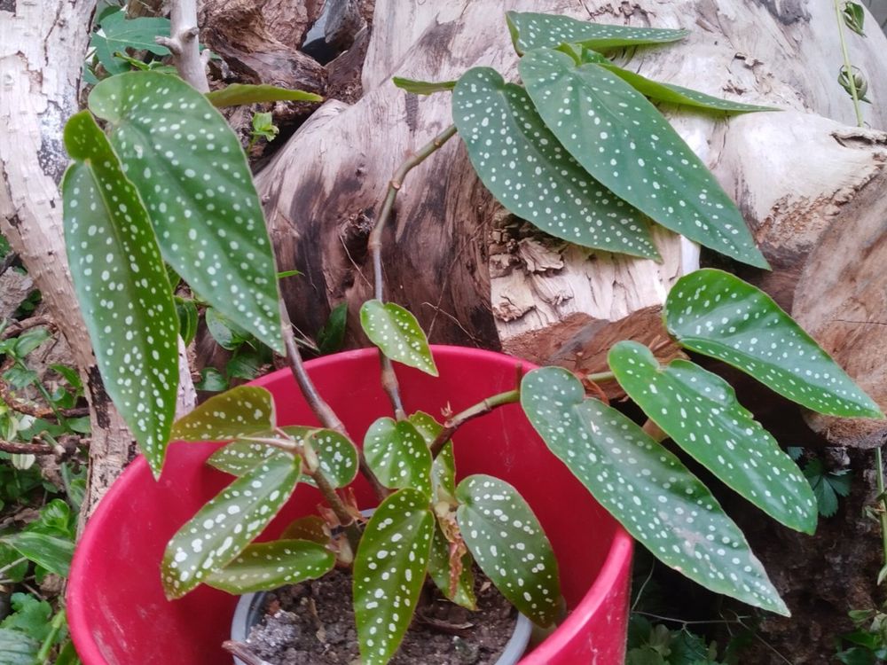 Begonia Engelsflügel Begonie Kaufen auf Ricardo