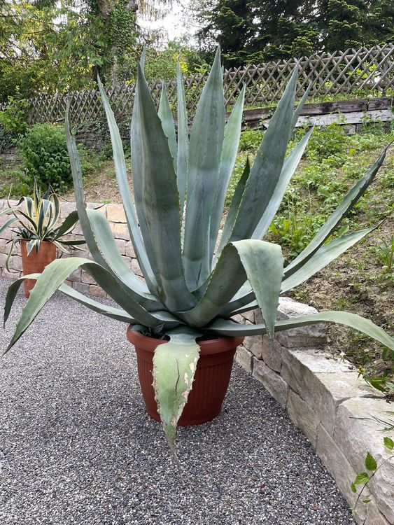 Agave Kaufen Auf Ricardo