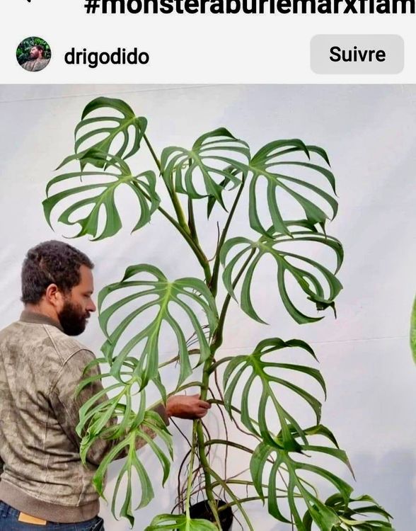 Philodendron Burle Marx Flame Comprare Su Ricardo